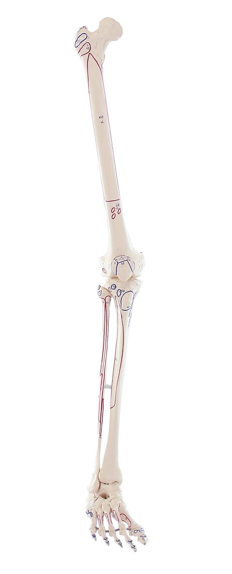 Model szkieletu kończyny dolnej z przyczepami mięśni - Image no.: 1