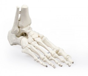 Model stopy z fragmentami kości podudzia - Image no.: 1