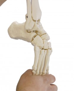 Elastyczny szkielet stopy z fragmentami kości podudzia - Image no.: 2