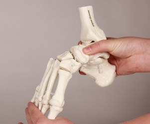 Elastyczny szkielet stopy z fragmentami kości podudzia - Image no.: 3