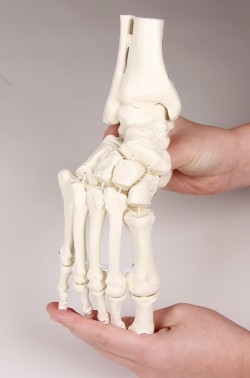 Elastyczny szkielet stopy z fragmentami kości podudzia - Image no.: 4