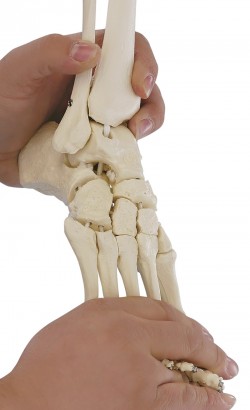 Elastyczny szkielet stopy z fragmentami kości podudzia - Image no.: 1