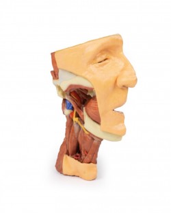 Wydruk anatomiczny 3D - głowa i szyja, połowa twarzy - Image no.: 2