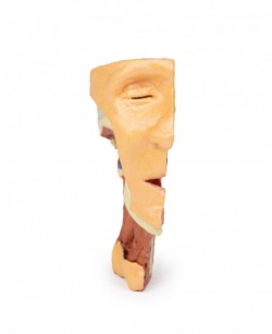 Wydruk anatomiczny 3D - głowa i szyja, połowa twarzy - Image no.: 3