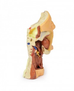 Wydruk anatomiczny 3D - głowa i szyja, połowa twarzy - Image no.: 4