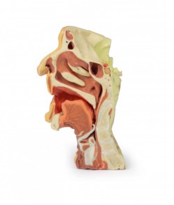 Wydruk anatomiczny 3D - głowa i szyja, połowa twarzy - Image no.: 5