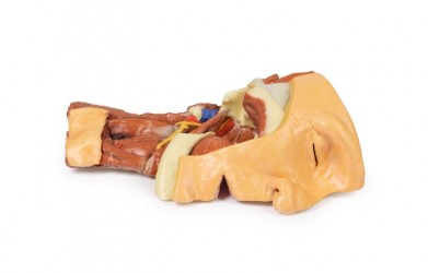 Wydruk anatomiczny 3D - głowa i szyja, połowa twarzy - Image no.: 7