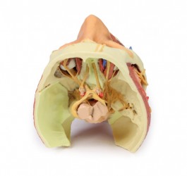 Wydruk anatomiczny 3D - głowa, szyja - Image no.: 10
