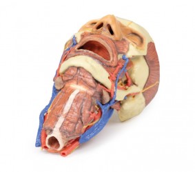 Wydruk anatomiczny 3D - głowa, szyja - Image no.: 2