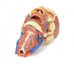 Wydruk anatomiczny 3D - głowa, szyja - Image no.: 3