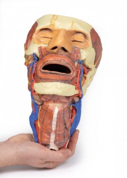 Wydruk anatomiczny 3D - głowa, szyja - Image no.: 6