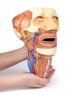 Wydruk anatomiczny 3D - głowa, szyja - Image no.: 7