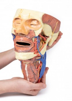 Wydruk anatomiczny 3D - głowa, szyja - Image no.: 8