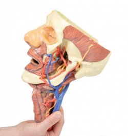 Wydruk anatomiczny 3D - głowa, szyja - Image no.: 9