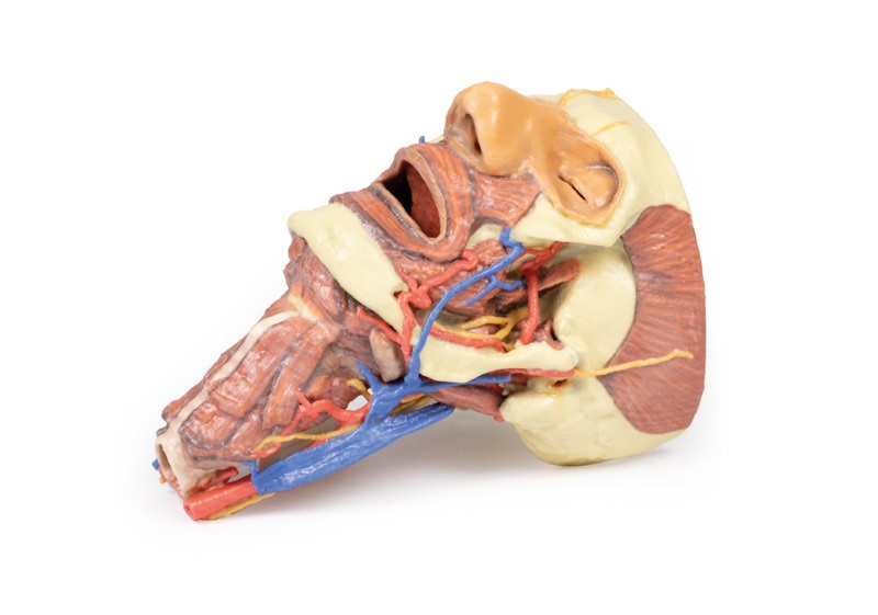 Wydruk anatomiczny 3D - głowa, szyja - Image no.: 1