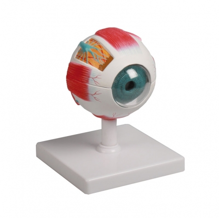 Model oka, 6 części, 4xpowiększenie - Image no.: 1