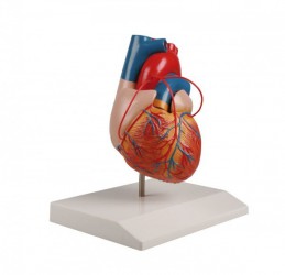 Model anatomiczny serca z bypassami, 2-części - Image no.: 2