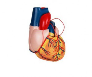 Model anatomiczny serca z bypassami, 2-części - Image no.: 1