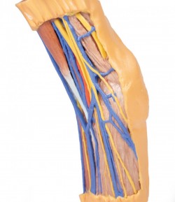 Wydruk anatomiczny 3D - dól łokciowy - Image no.: 2
