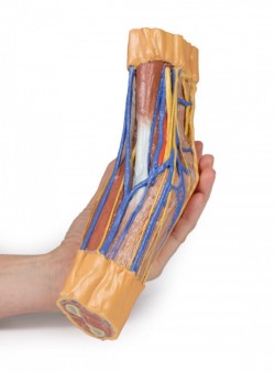 Wydruk anatomiczny 3D - dól łokciowy - Image no.: 3