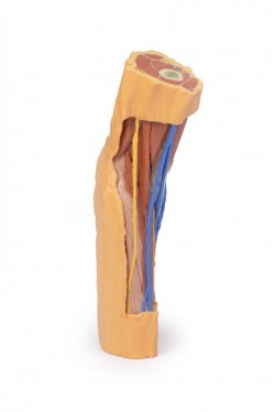 Wydruk anatomiczny 3D - dól łokciowy - Image no.: 6