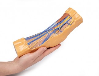 Wydruk anatomiczny 3D - dól łokciowy - Image no.: 7