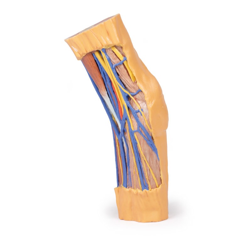 Wydruk anatomiczny 3D - dól łokciowy - Image no.: 1