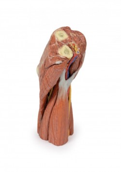 Wydruk anatomiczny  - dół łokciowy, mięśnie, nerwy, tętnica ramienna - Image no.: 4