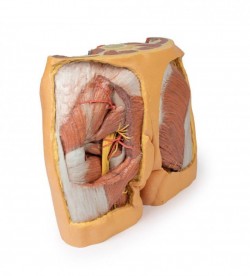Wydruk anatomiczny 3D - model miednicy męskiej - Image no.: 3