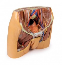 Wydruk anatomiczny 3D - model miednicy męskiej - Image no.: 5