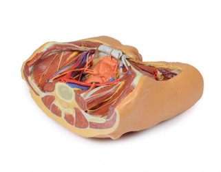 Wydruk anatomiczny 3D - model miednicy męskiej - Image no.: 8