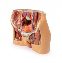 Wydruk anatomiczny 3D - model miednicy męskiej - Image no.: 9