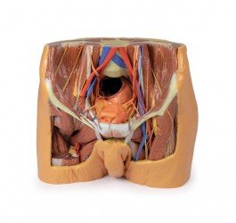 Wydruk anatomiczny 3D - model miednicy męskiej - Image no.: 1