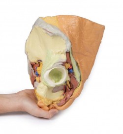 Wydruk anatomiczny 3D - przekrój miednicy żeńskiej, struktury powierzchowne i głębokie - Image no.: 10