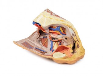 Wydruk anatomiczny 3D - przekrój miednicy żeńskiej, struktury powierzchowne i głębokie - Image no.: 2