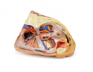 Wydruk anatomiczny 3D - przekrój miednicy żeńskiej, struktury powierzchowne i głębokie - Image no.: 4