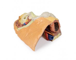 Wydruk anatomiczny 3D - przekrój miednicy żeńskiej, struktury powierzchowne i głębokie - Image no.: 6