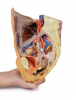 Wydruk anatomiczny 3D - przekrój miednicy żeńskiej, struktury powierzchowne i głębokie - Image no.: 8