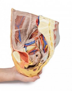 Wydruk anatomiczny 3D - przekrój miednicy żeńskiej, struktury powierzchowne i głębokie - Image no.: 9