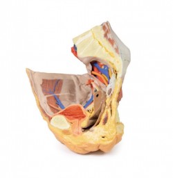 Wydruk anatomiczny 3D - przekrój miednicy żeńskiej, struktury powierzchowne i głębokie - Image no.: 1