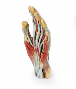 Wydruk anatomiczny  - Model dłoni 3D - Image no.: 2