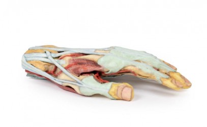 Wydruk anatomiczny  - Model dłoni 3D - Image no.: 3