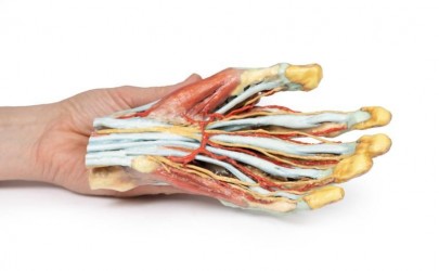 Wydruk anatomiczny  - Model dłoni 3D - Image no.: 4