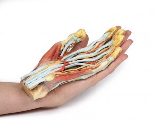 Wydruk anatomiczny  - Model dłoni 3D - Image no.: 5
