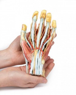 Wydruk anatomiczny  - Model dłoni 3D - Image no.: 6