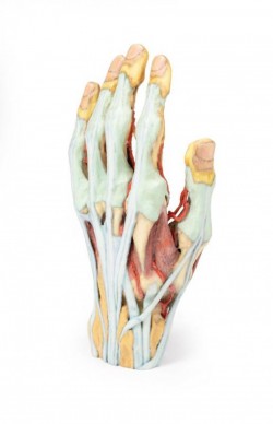 Wydruk anatomiczny  - Model dłoni 3D - Image no.: 8