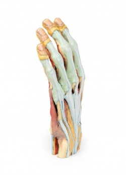 Wydruk anatomiczny  - Model dłoni 3D - Image no.: 9