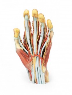 Wydruk anatomiczny  - Model dłoni 3D - Image no.: 1