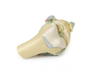 Wydruk anatomiczny - staw kolanowy w pozycji zgięciowej - Image no.: 6