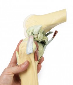 Wydruk  anatomiczny - staw kolanowy w pozycji zgięciowej - Image no.: 9